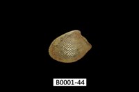 藏品(銀錦蛤)的圖片